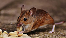 24 Hour & Emergency Exterminators in Twentynine Palms Mcb, CA